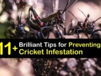 Cricket Infestation titleimg1