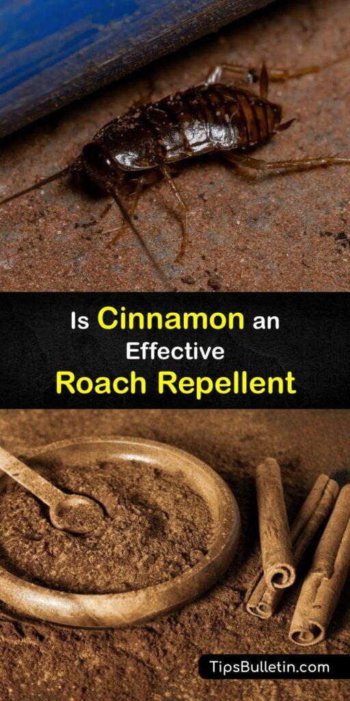 The German cockroach is an invasive pest in North America. Learn effective methods to repel cockroaches with essential oils like cinnamon, eucalyptus, and mint oil. DIY pest control has never been easier with these seriously effective cockroach-crushing solutions. #cinnamon #repel #cockroaches    
