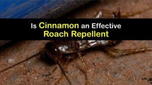 Does Cinnamon Repel Roaches titleimg1