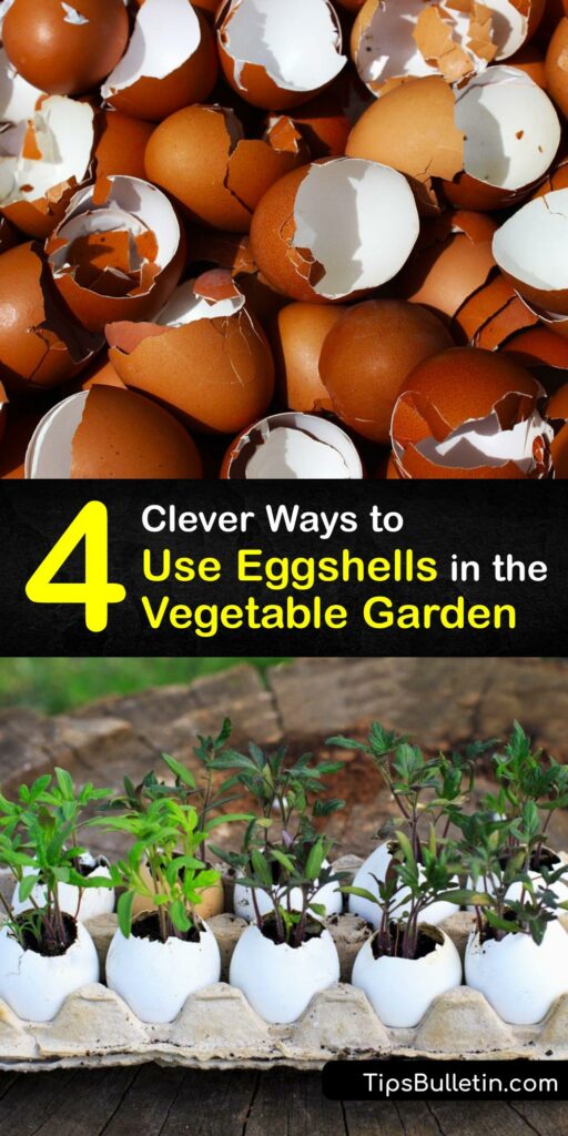 Eggshell fertilizer in the form of powdered eggshell or egg shell tea provides the soil with calcium for your vegetable plant. Like coffee ground waste, egg shells are compostable. Fertilizing with eggshells promotes growth and protects against blossom end rot. #eggshells #vegetable #gardens