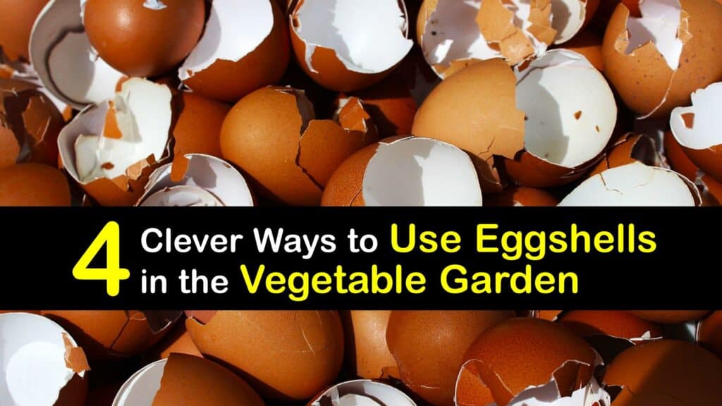 Eggshells for Vegetable Gardens titleimg1