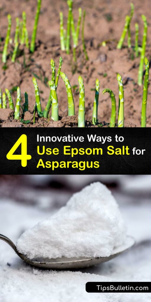 Discover how to use Epsom salt or magnesium sulfate as fertilizer while growing asparagus. These bath salts add nutrients to the soil of an asparagus bed, promote healthy asparagus spears, discourage weeds, and deter garden pests. #epsom #salt #asparagus 