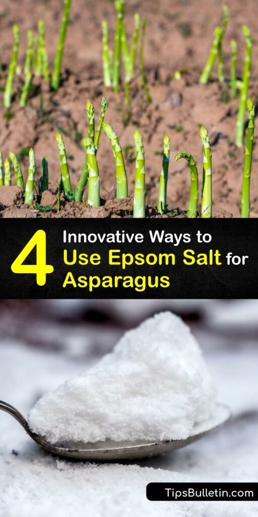 Homemade Asparagus Fertilizer - Epsom Salt for Asparagus Plants