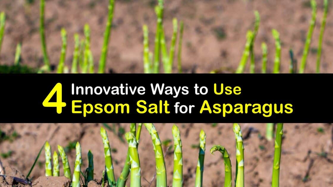 Homemade Asparagus Fertilizer Epsom Salt for Asparagus Plants