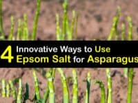 Epsom Salt for Asparagus titleimg1