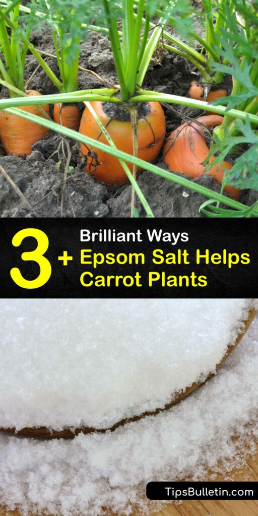 Whether growing a carrot, tomato plant, or another root vegetable, many growers use natural tools like banana peel, coffee grounds, and Epsom salt. Epsom salts are ideal to fix soil magnesium deficiency, provide essential nutrients, and deter pests from your carrot plants. #Epsom #salt #carrots