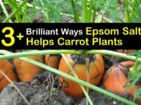 Epsom Salt for Carrots titleimg1