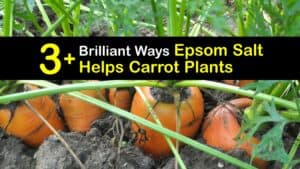 Epsom Salt for Carrots titleimg1