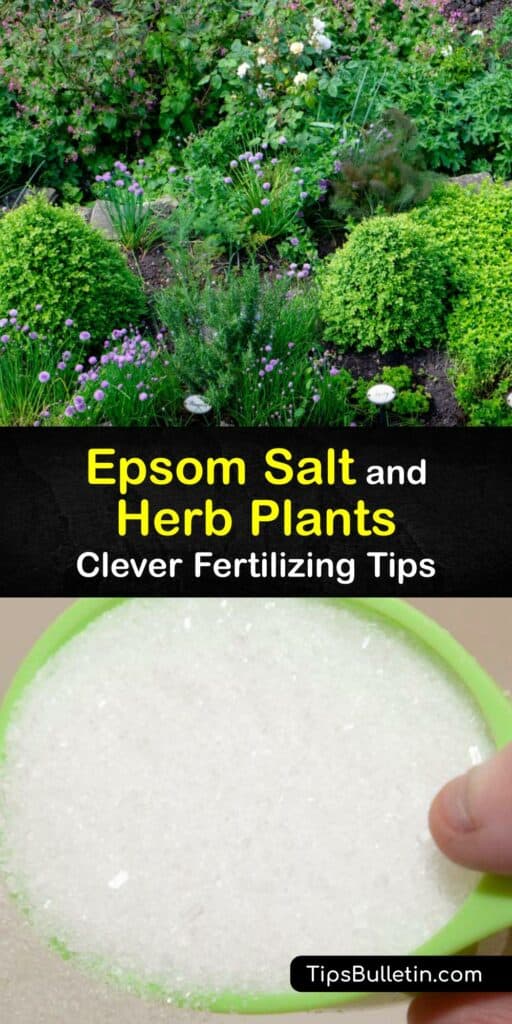 Though often combined with essential oils as an herbal bath salt, Epsom salt is valuable herb plant food. Avoid homemade bath salts loaded with essential oil, and use pure Epsom salt or magnesium sulfate to make a soil soak or foliar spray for your herb plants. #Epsom #salt #herbs