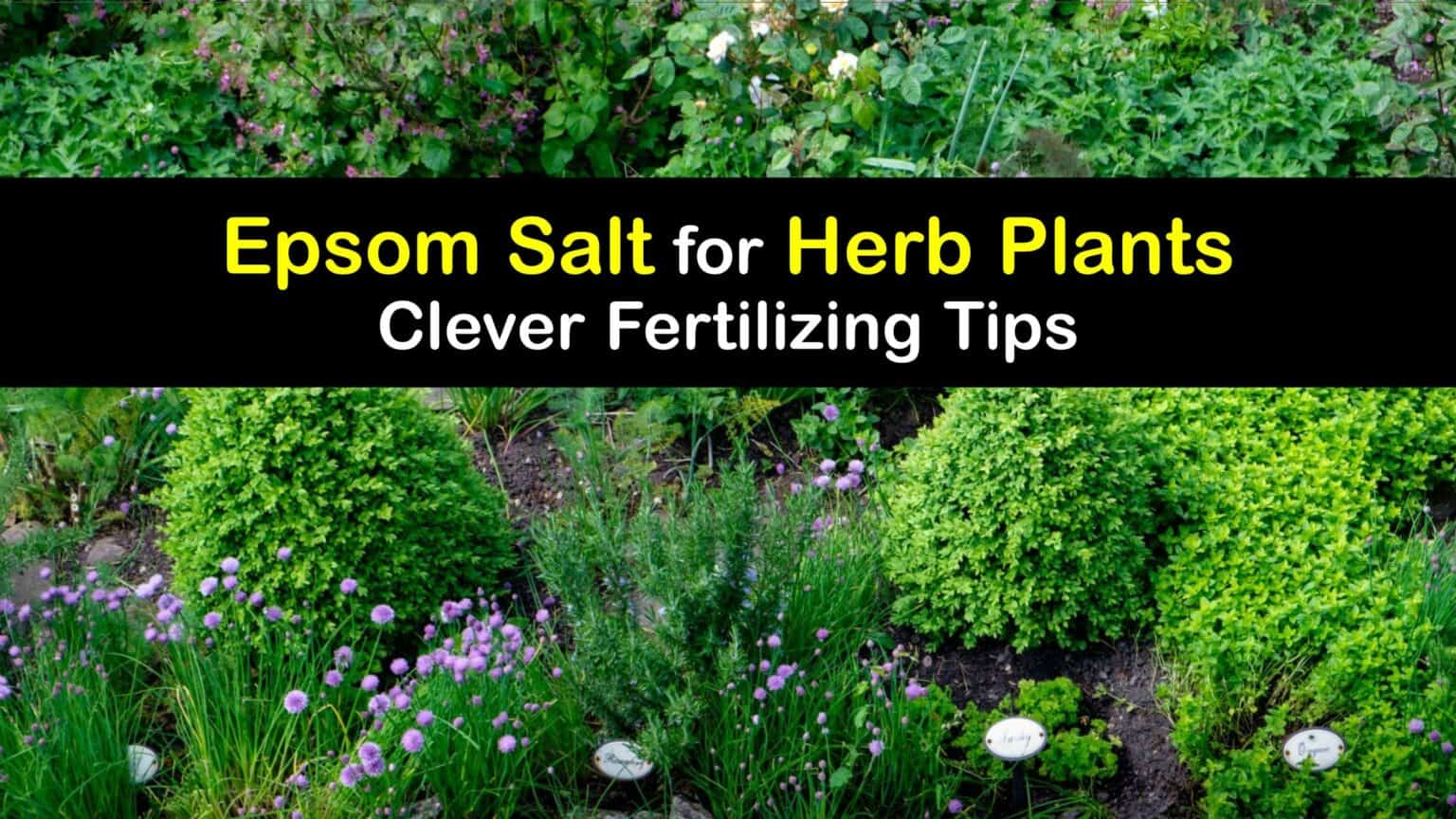 Epsom Salt and Herb Plants Guide to Using Epsom Salt for Herbs