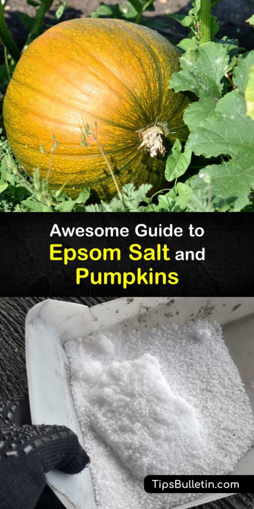 Do you love pumpkin spice, roasted pumpkin seeds, or growing giant pumpkins to make scrumptious pies? Use Epsom salt to help care for your pumpkin plant, leaves, and soil with our incredible gardening tips. Growing perfect pumpkins has never been so easy. #epsom #salt #pumpkins