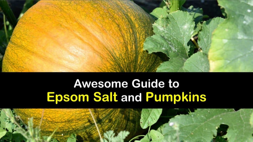 Epsom Salt for Pumpkins titleimg1
