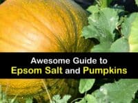 Epsom Salt for Pumpkins titleimg1