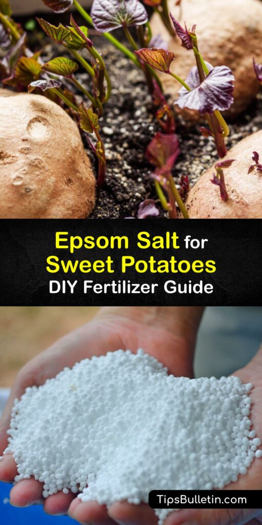 Learn how to grow sweet potato plants with Epsom salt fertilizer and other natural ingredients like coffee grounds. A sweet potato plant needs nutrients to thrive, and Epsom salt provides the plant with magnesium, a necessary nutrient for plant growth. #epsom #salt #sweet #potatoes