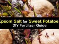 Epsom Salt for Sweet Potatoes titleimg1