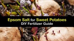 Epsom Salt for Sweet Potatoes titleimg1