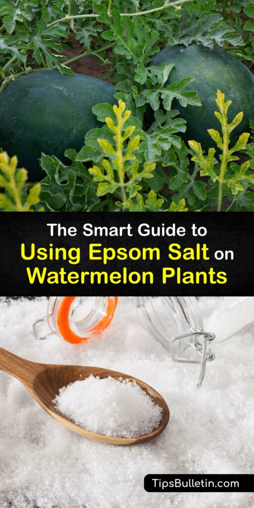 Growing watermelon plants is easy when you know a few fertilizer tricks. Learn how to grow cantaloupe, tomato plants, and incredibly sweet and juicy watermelon plants with our gardening tips and tricks. If you crave melons, this article is for you. #epsom #salt #watermelons