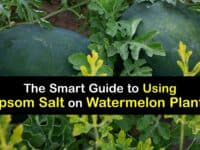 Epsom Salt for Watermelons titleimg1