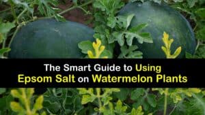 Epsom Salt for Watermelons titleimg1