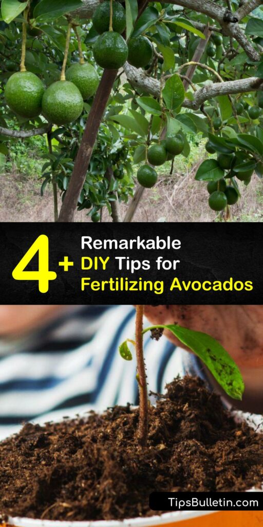 Growing avocado plants or a fruit tree demands the best organic fertilizer to enrich your soil. Whether you’re planting an avocado seed or caring for a mature tree, choose an excellent avocado fertilizer like compost, manure or Dr Earth Fruit Tree Fertilizer. #homemade #fertilizer #avocados