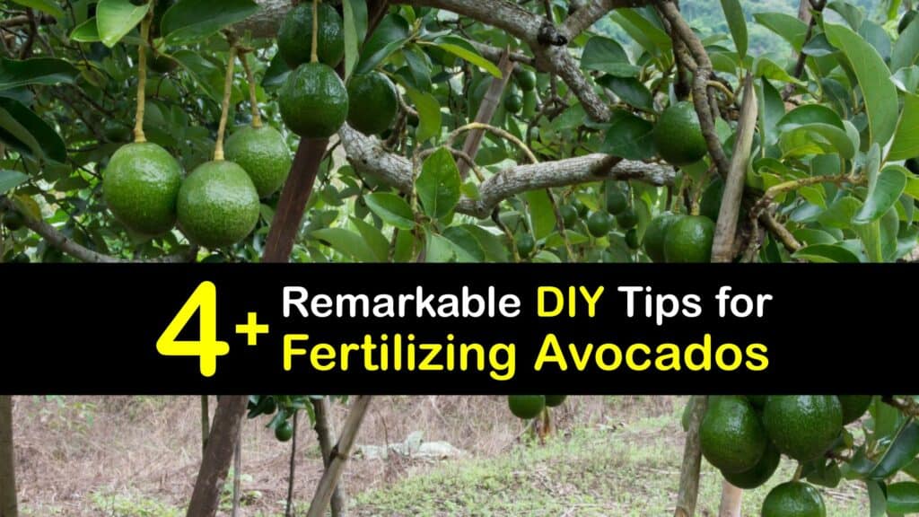 Homemade Fertilizer for Avocados titleimg1