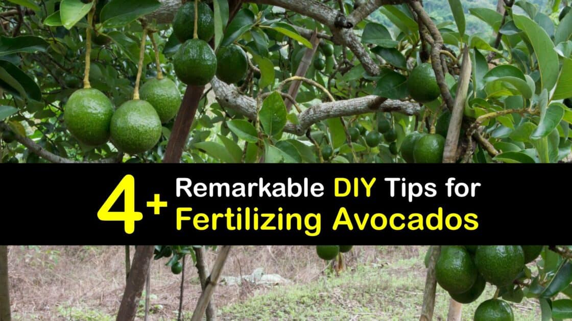 Fertilizing Your Avocados Organic Avocado Fertilizers