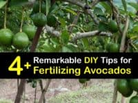 Homemade Fertilizer for Avocados titleimg1