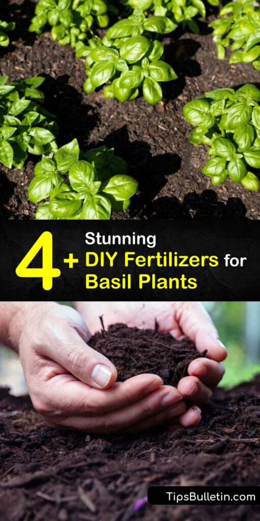 Whether you already grow basil or plan to plant basil seeds soon, knowing homemade organic fertilizer options ensures your basil leaf is healthy and fragrant. Use compost tea, coffee ground material, and eggshells as fertilizer for growing basil. #homemade #fertilizer #basil