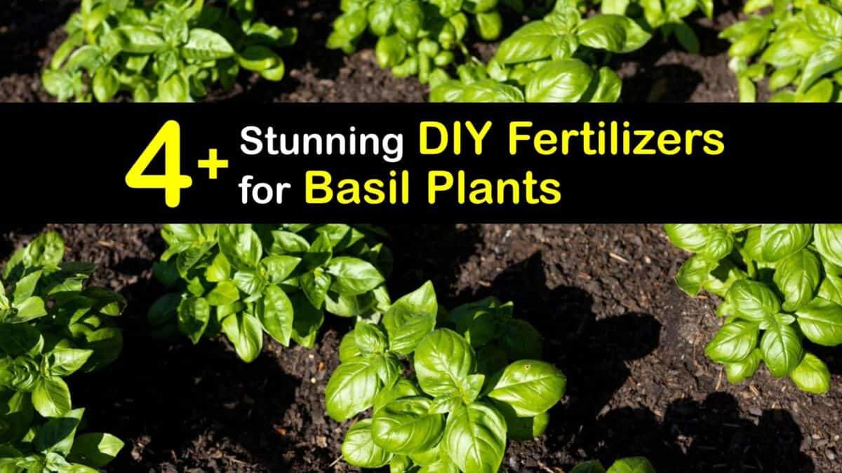 Feeding Basil Organically DIY Basil Fertilizers