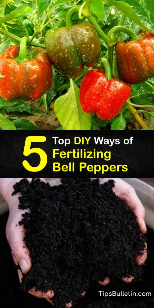 Growing peppers like hot pepper plants, or a bell pepper plant from pepper seed, requires the best soil and fertilizer. Use fertilizers like Epsom salt, manure, and compost to achieve excellent results when growing bell peppers and tomato plants. #homemade #fertilizer #bell #peppers