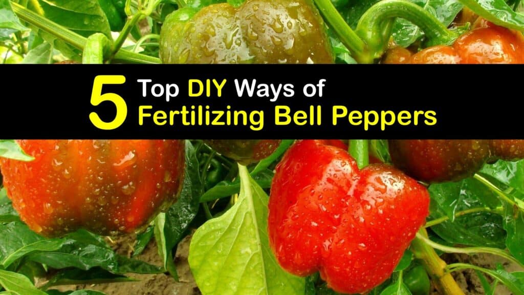 Homemade Fertilizer for Bell Peppers titleimg1