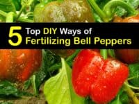 Homemade Fertilizer for Bell Peppers titleimg1