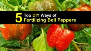 Homemade Fertilizer for Bell Peppers titleimg1