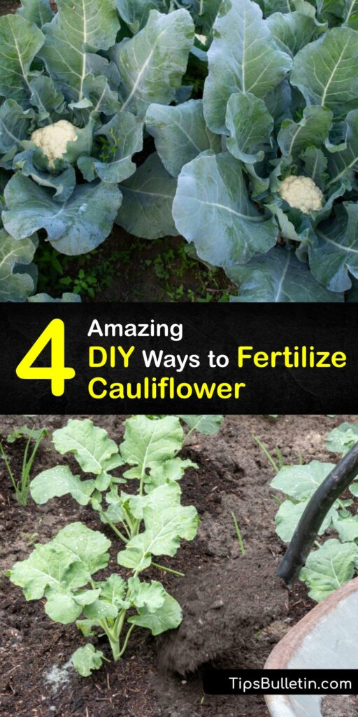 Liquid fertilizer is an amazing boost for any cauliflower variety. Discover how to use natural fertilizer options in your soil for a successful cauliflower plant harvest. Plant cauliflower with confidence with our cauliflower head fertilizer tips. #fertilizer #cauliflower #homemade