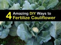 Homemade Fertilizer for Cauliflower titleimg1