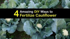 Homemade Fertilizer for Cauliflower titleimg1