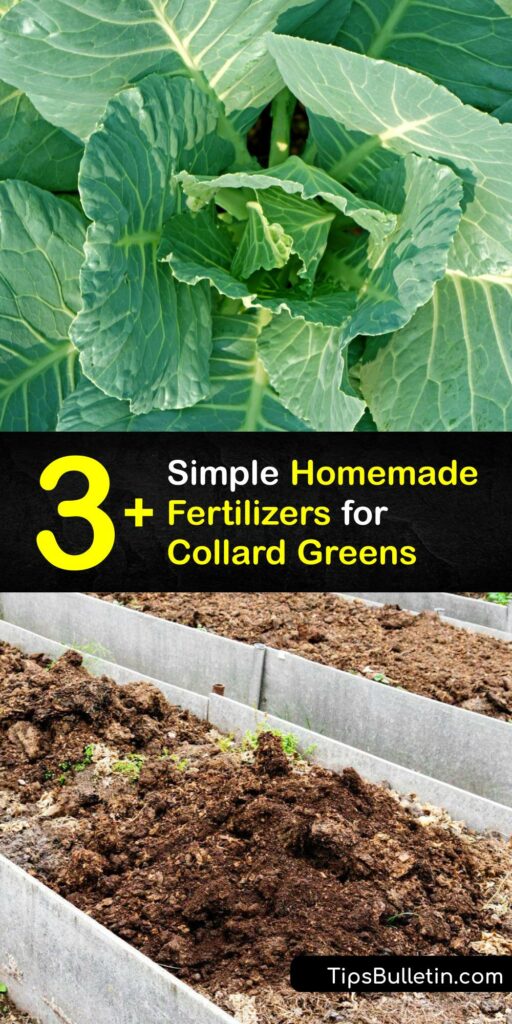 Discover the best fertilizer for collard greens and how to feed your plants. Collards are medium feeders that prefer neutral soil rich with organic matter. Feeding them an organic fertilizer ensures healthy plant growth and tasty leaves. #homemade #fertilizer #collard #greens