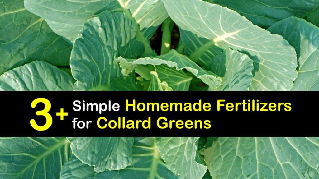 Homemade Fertilizer for Collard Greens titleimg1