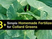 Homemade Fertilizer for Collard Greens titleimg1