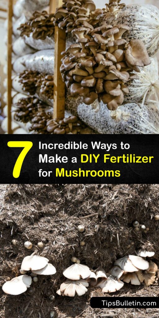 Growing mushrooms for culinary use, such as shiitake and oyster mushrooms, is a breeze with the right mushroom substrate. Become a pro mushroom grower with these incredible tips and tricks for proper fertilization and ideal mushroom growth conditions. #homemade #mushroom #fertilizer