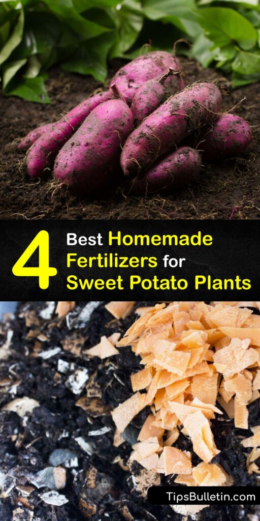 If you love growing sweet potatoes, this fertilizer guide is for you. Learn how to nurture your sweet potato plant with simple items like coffee grounds, egg shells, and more. Follow this guide to soil health, and harvest sweet potatoes with ease. #homemade #fertilizer #sweet #potatoes
