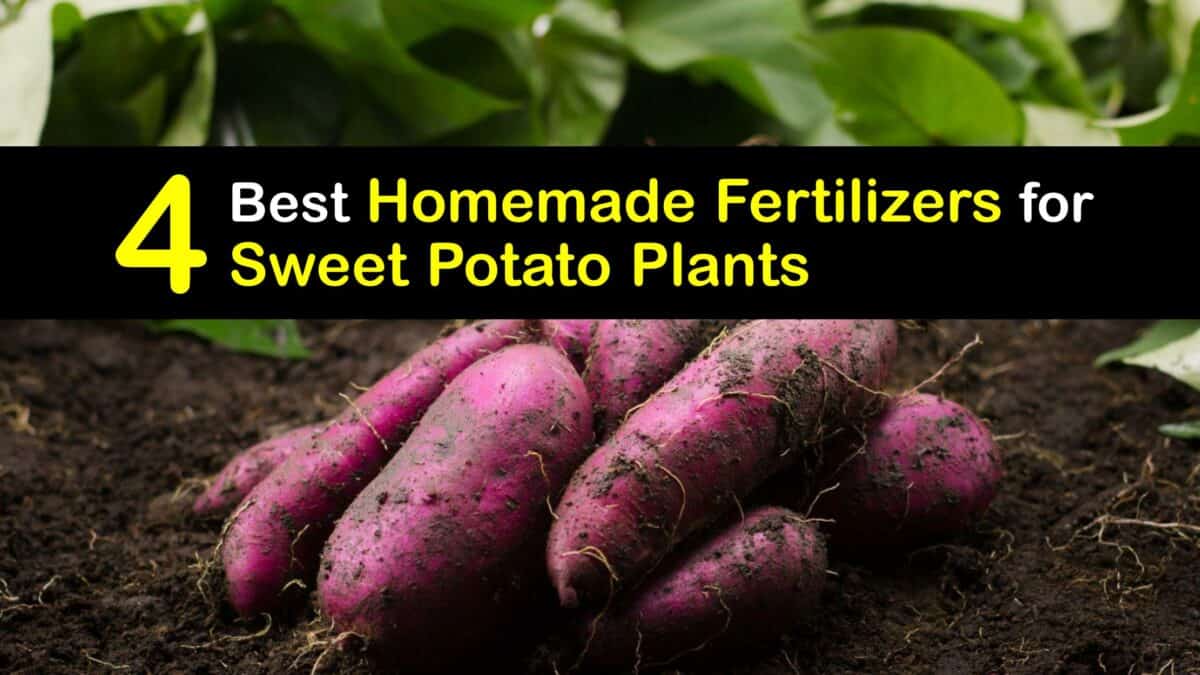 Fertilize Sweet Potatoes Organically - Sweet Potato Fertilizers