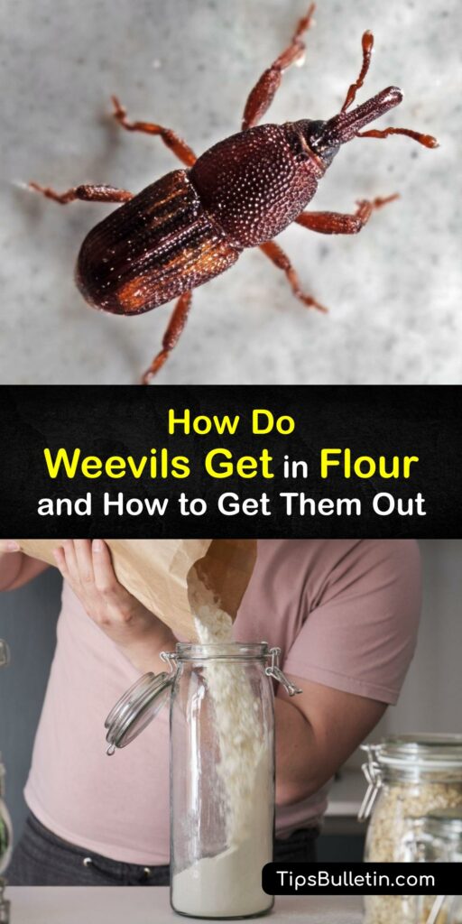 Learn how to eliminate flour mites and prevent a weevil infestation. The flour weevil and grain weevil are pantry pests that infest stored food. The flour bug lives and feeds inside grains, depositing eggs. It’s vital to take steps to keep the eggs from hatching. #flour #weevils