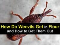 How Do Weevils Get In Flour titleimg1