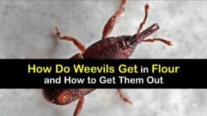 How Do Weevils Get In Flour titleimg1