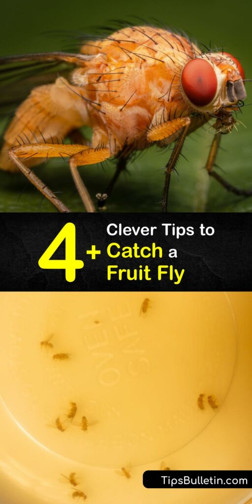 Discover how to catch fruit flies with bait and traps and prevent a fruit fly infestation. It’s easy to make a fruit fly trap with apple cider vinegar, overripe fruit, dish soap, plastic wrap, and a bowl or bottle. #howto #catch #fruit #fly