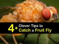 How to Catch a Fruit Fly titleimg1
