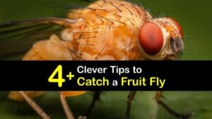 How to Catch a Fruit Fly titleimg1