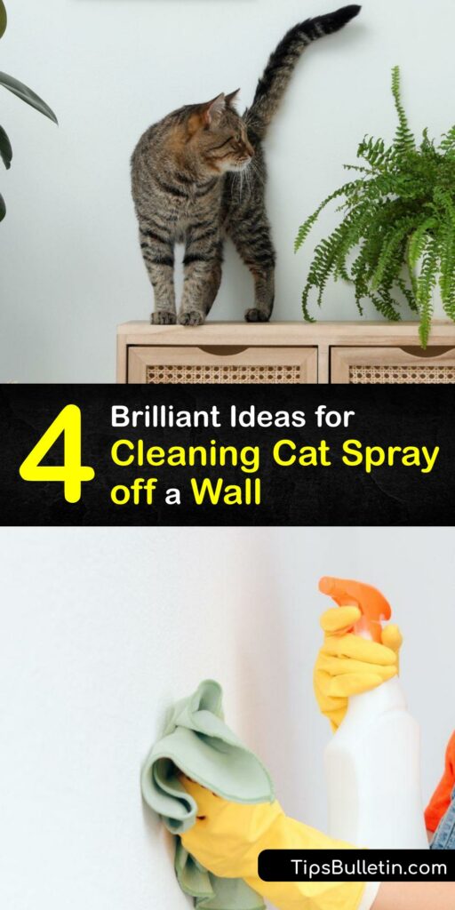 Learn how to clean cat urine off a wall to eliminate the cat urine odor caused by uric acid. The litter box or an area of cat spray has a strong scent. Try carpet cleaning and use home hacks like white vinegar to remove a cat urine stain or cat urine smell from your walls. #clean #cat #spray #wall