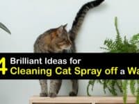 How to Clean Cat Spray off a Wall titleimg1